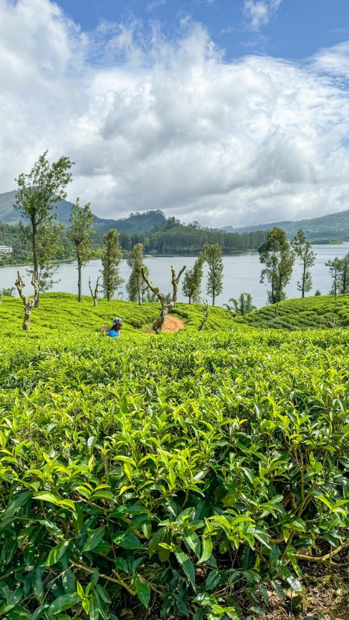 Pekoe Lodge Maskeliya 외부 사진